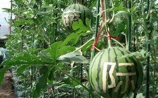 吃瓜群众也被吃瓜,揭秘“被吃瓜”背后的故事