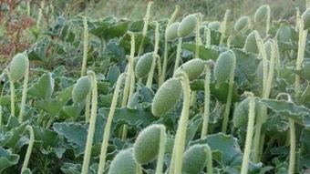 吃喷瓜,探寻夏日消暑新宠