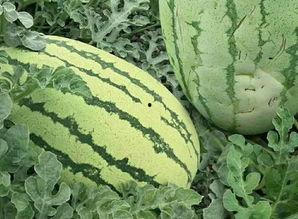 变异瓜怎么吃视频,视频教你美味吃法