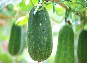 没法吃瓜视频,揭秘网络视频的娱乐陷阱