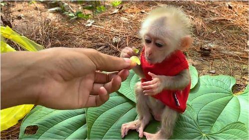 猴子吃瓜不吃皮,揭秘猴子为何偏爱瓜肉舍弃瓜皮