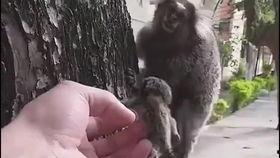 猴子吃瓜不吃皮,揭秘猴子为何偏爱瓜肉舍弃瓜皮