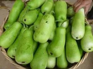 葫芦瓜怎么吃,解锁健康美味新体验