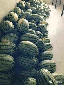 员工吃瓜的视频,揭秘职场休闲时光