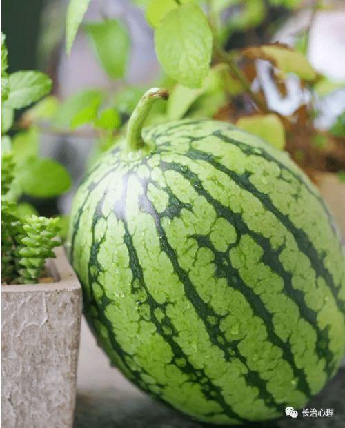 吃瓜现象视觉设计,吃瓜现象背后的创意设计解析