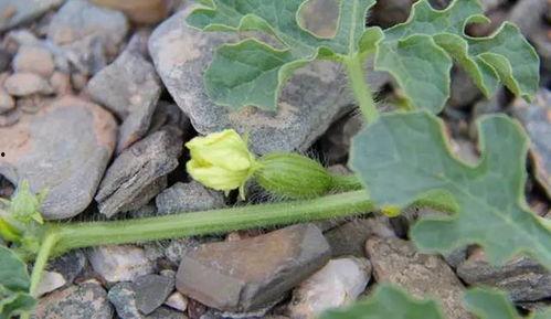 孕妇可以吃压砂瓜,压砂瓜助力母婴健康