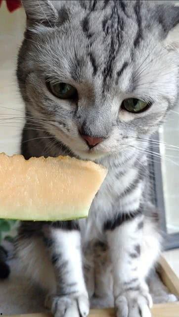 猫吃猫瓜,揭秘猫瓜的独特魅力