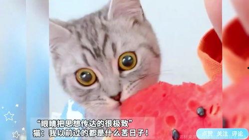 猫吃猫瓜,揭秘猫瓜的独特魅力